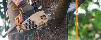 Best Residential Tree Removal  in USA